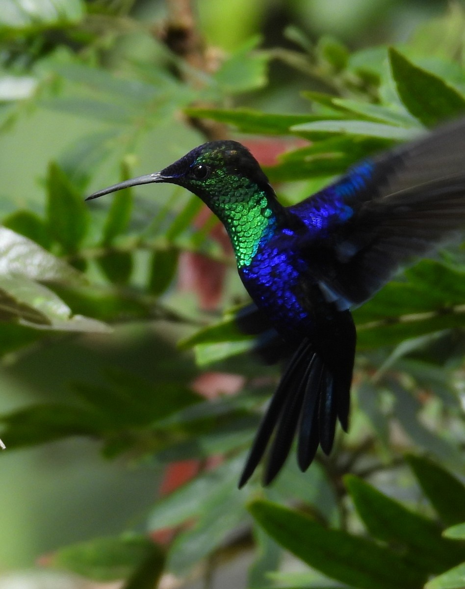 kolibřík vidloocasý - ML646729519