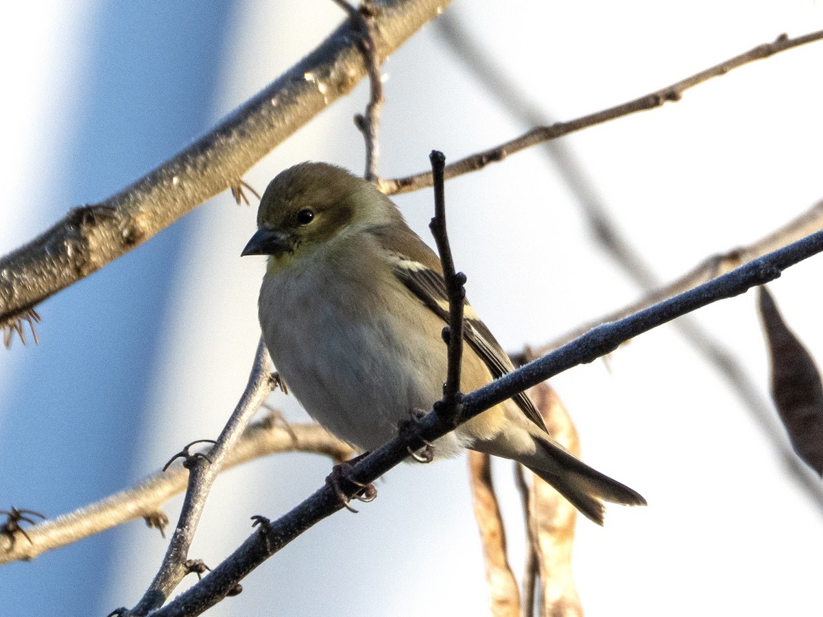 American Goldfinch - ML646729521