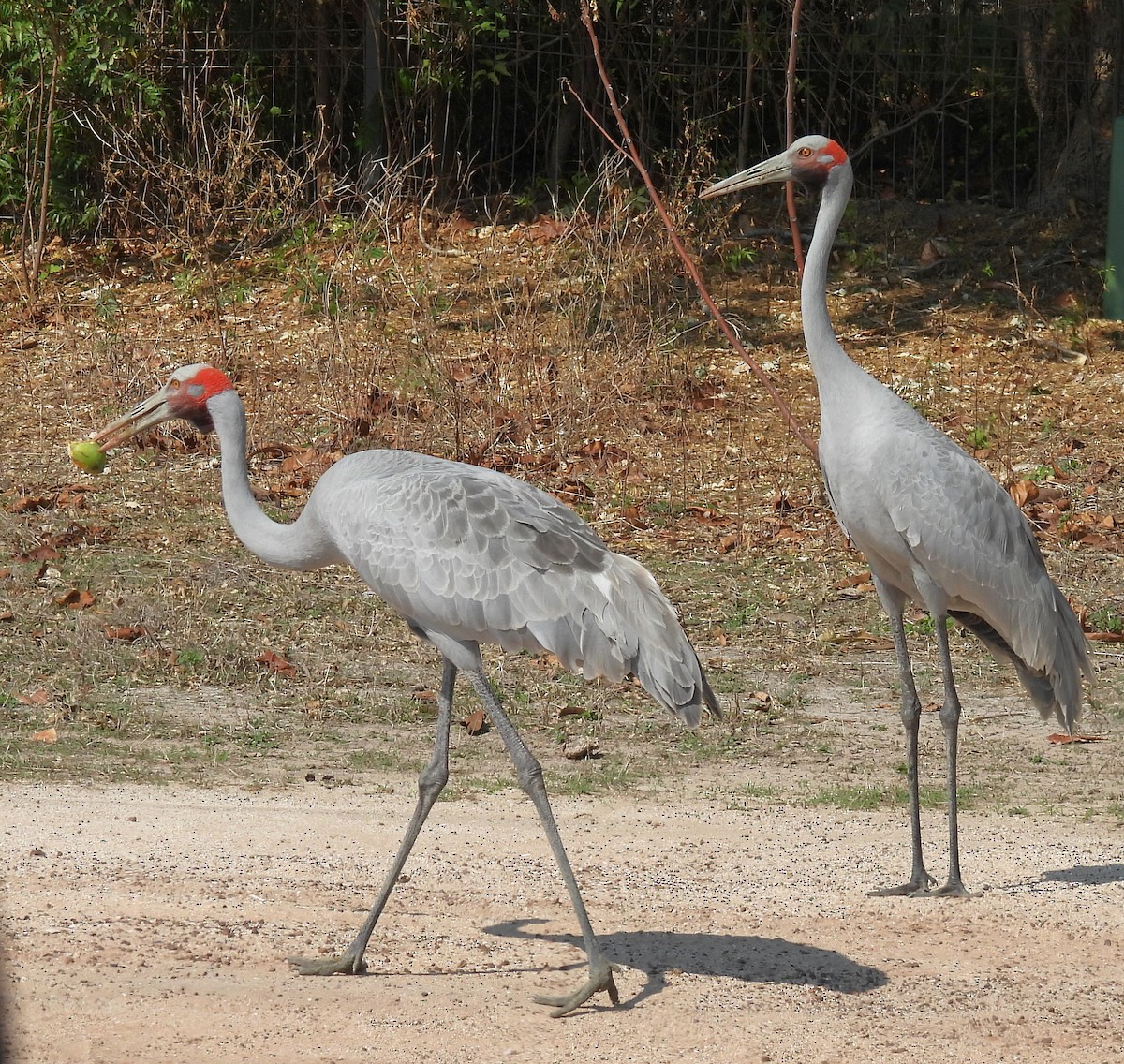 Brolga - ML646729523