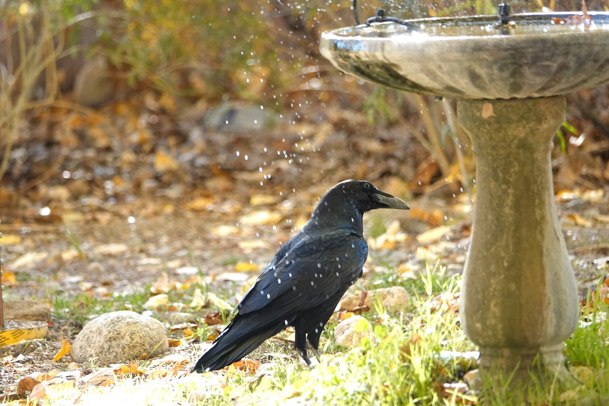 Kolkrabe - ML646729525