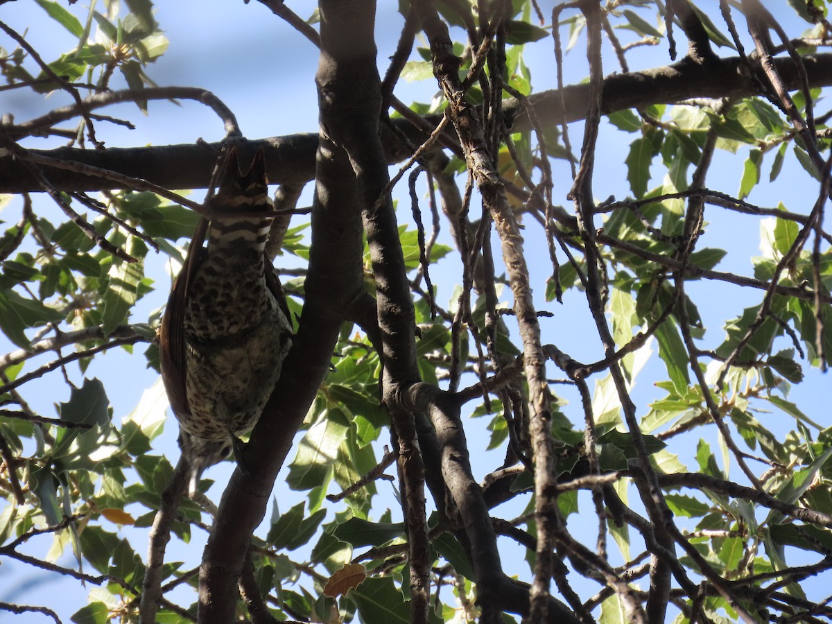 Arizona Ağaçkakanı - ML646729526