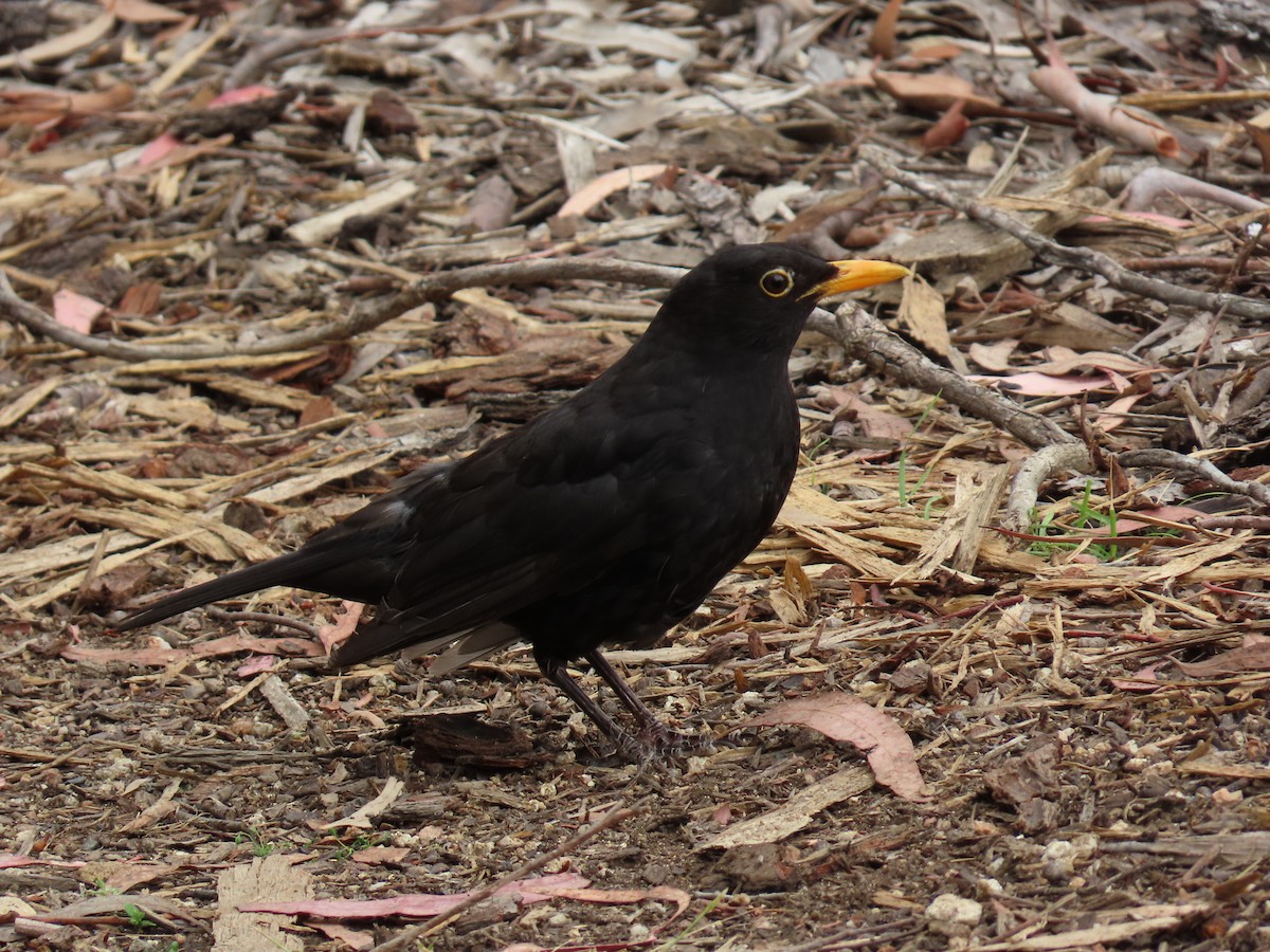 Eurasian Blackbird - ML646729531