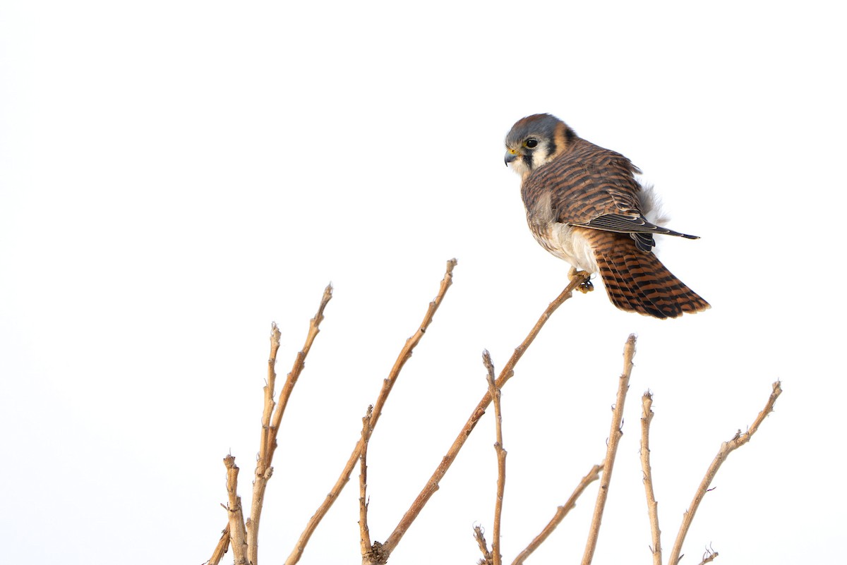 Buntfalke - ML646729534