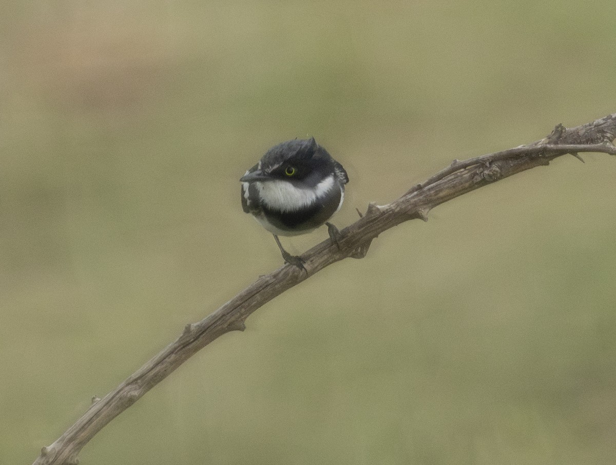 Chinspot Batis - ML646729535