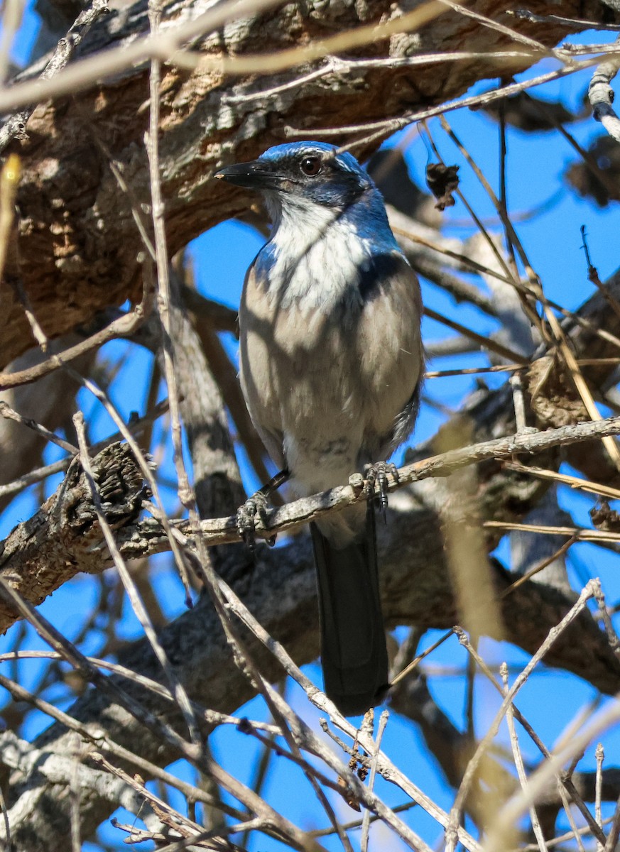 Chara Californiana - ML646729538