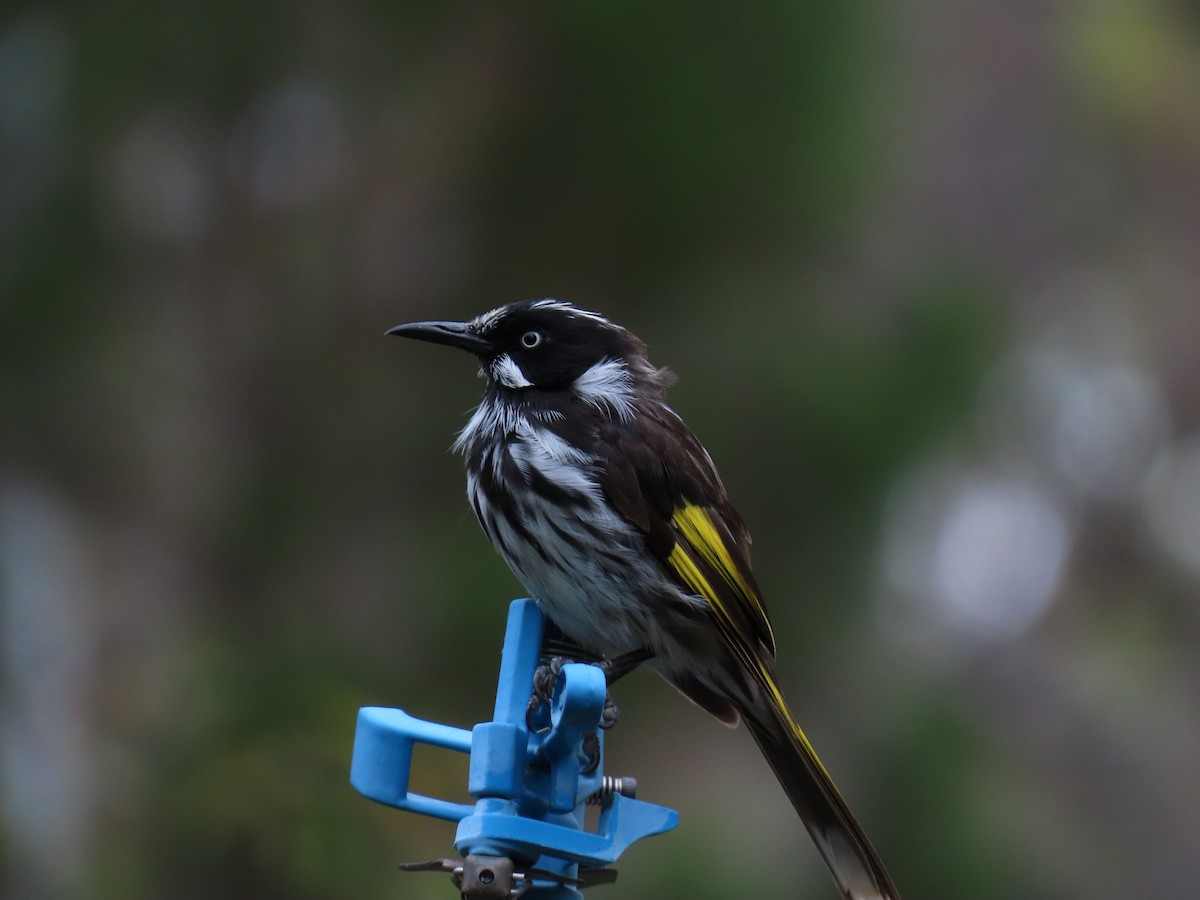 Mielero de Nueva Holanda - ML646729539