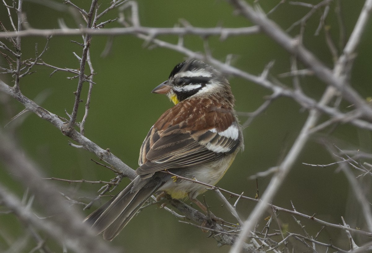 Golden-breasted Bunting - ML646729541