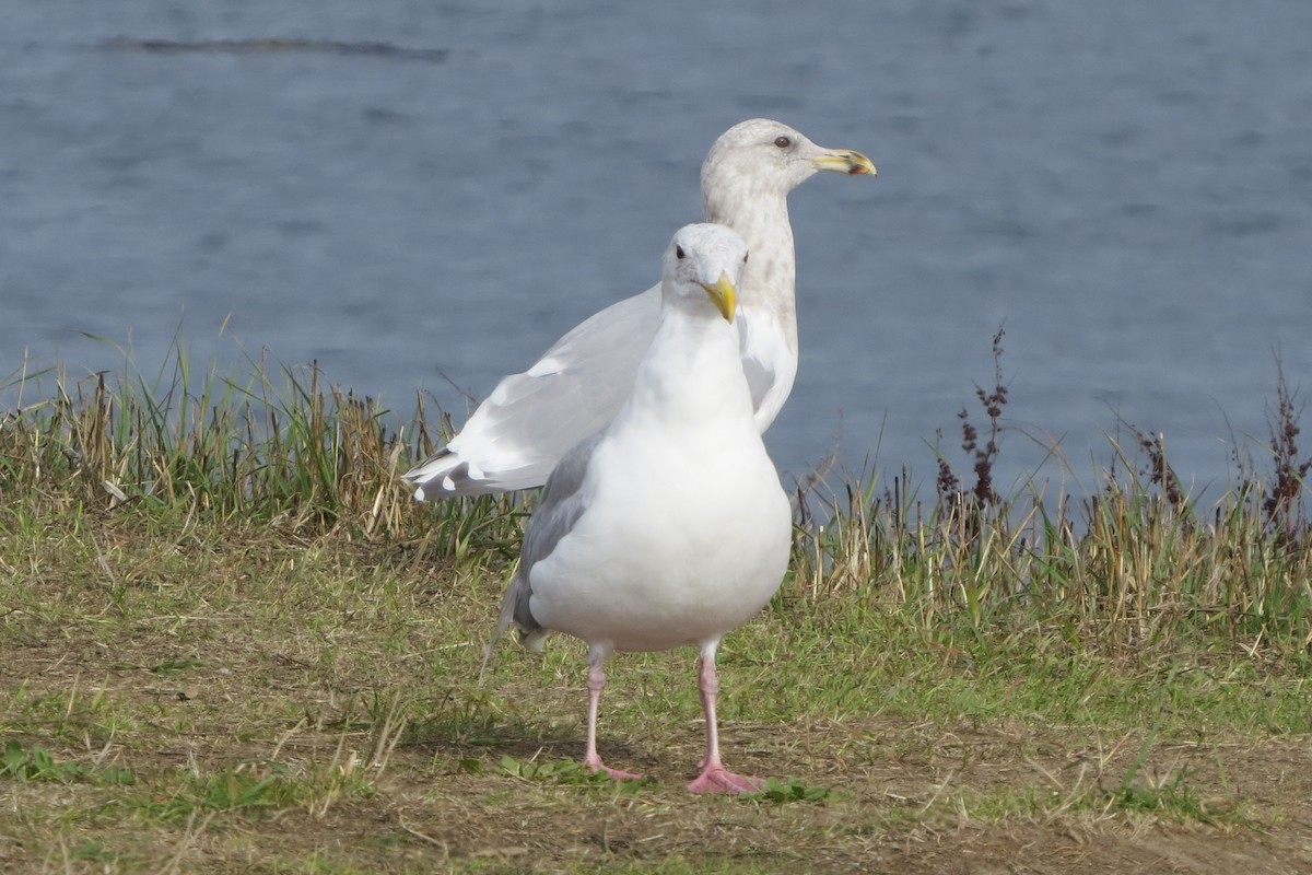 gråvingemåke - ML646729543