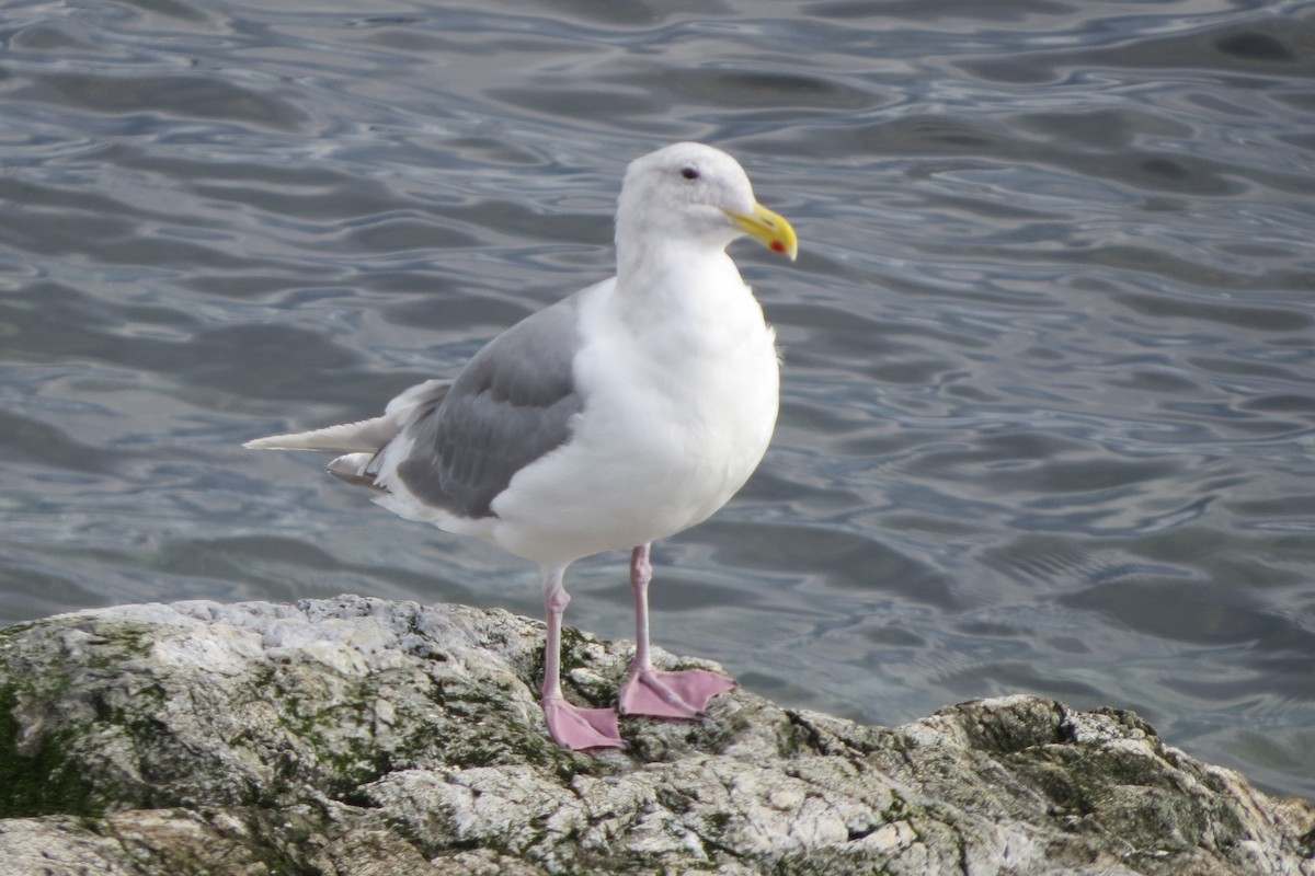 gråvingemåke - ML646729544