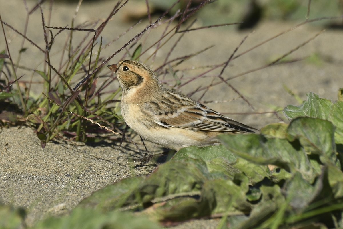 Lapland Longspur - ML646729545