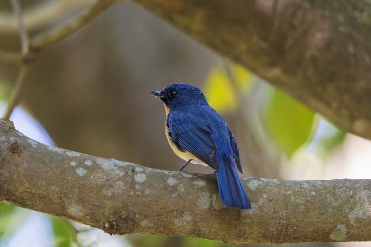 Papamoscas de Tickell - ML646729546