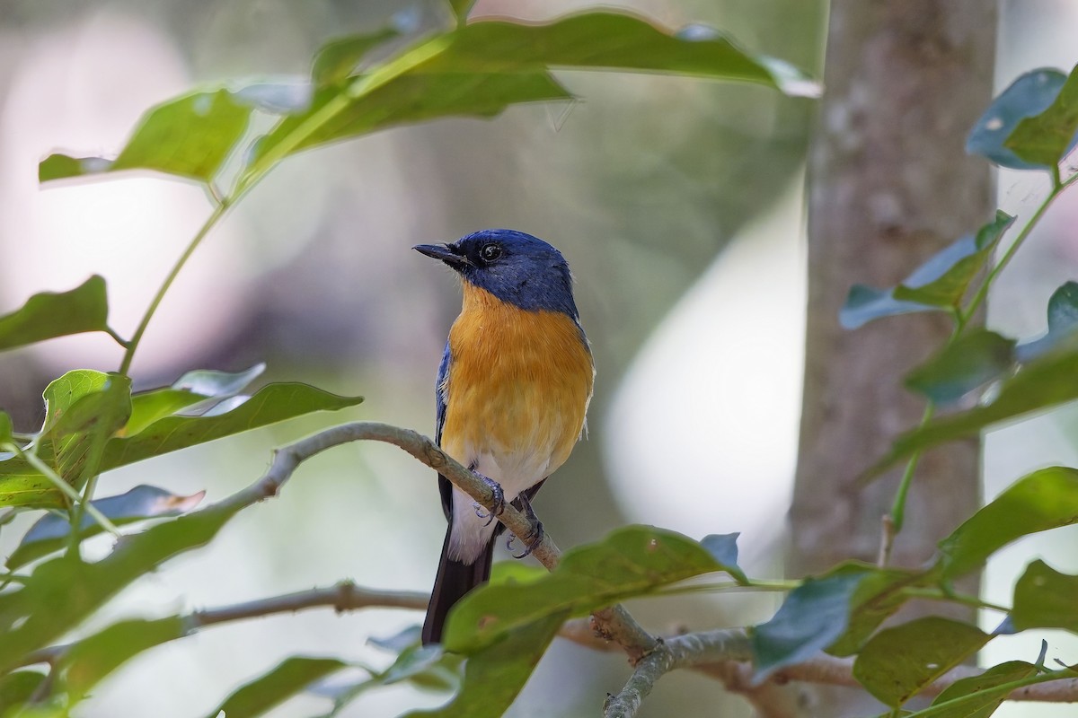 Papamoscas de Tickell - ML646729547