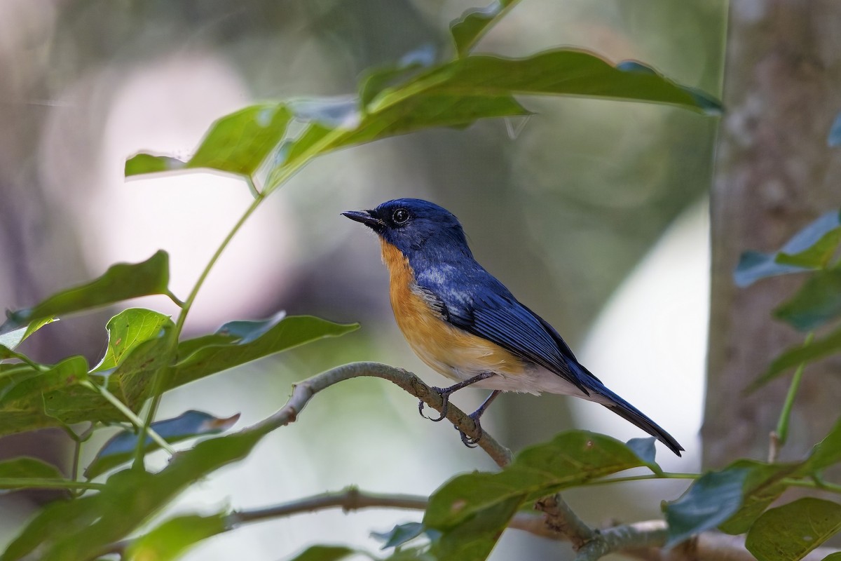 Papamoscas de Tickell - ML646729548