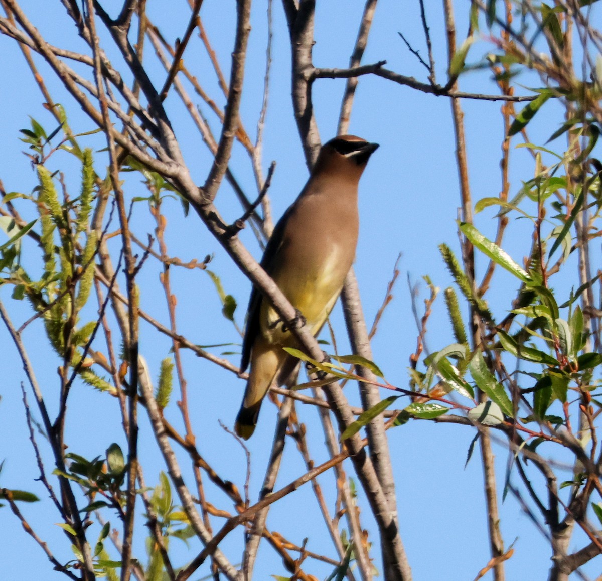 Ampelis Americano - ML646729549