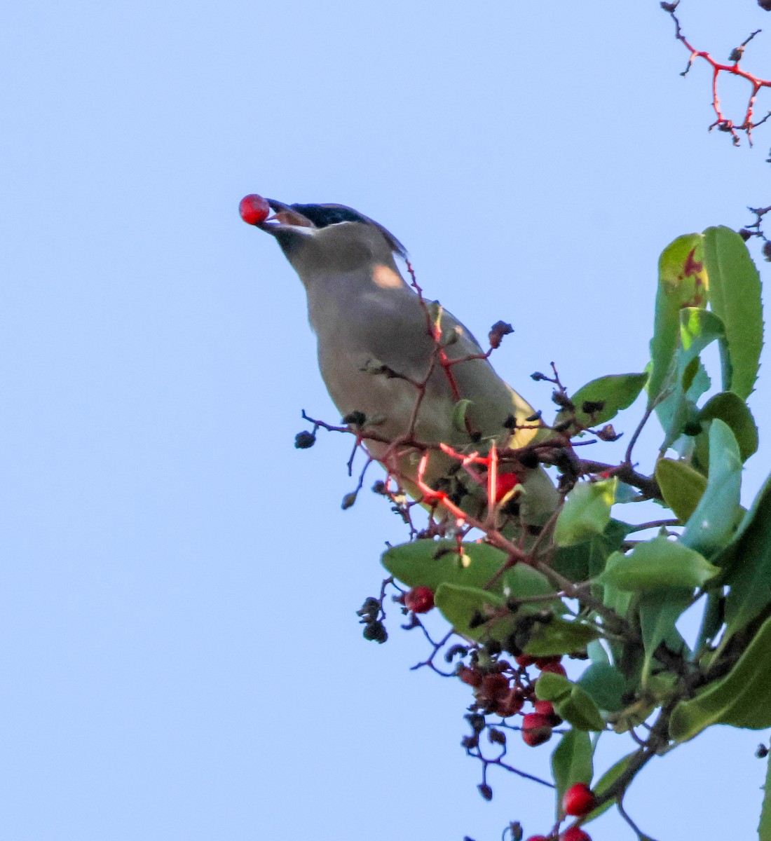 Ampelis Americano - ML646729550