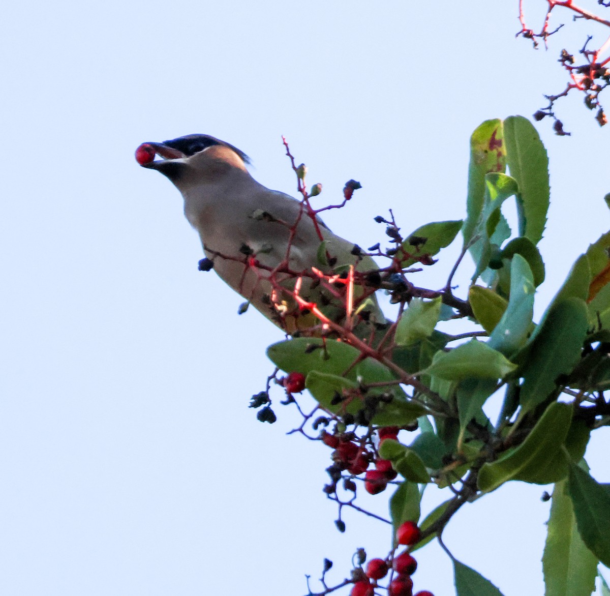 Ampelis Americano - ML646729551