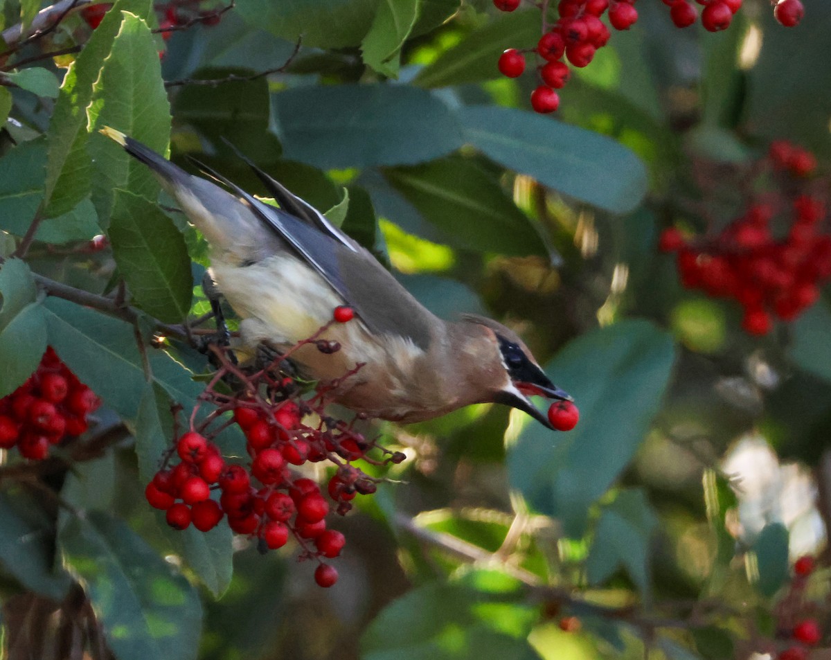 Ampelis Americano - ML646729552