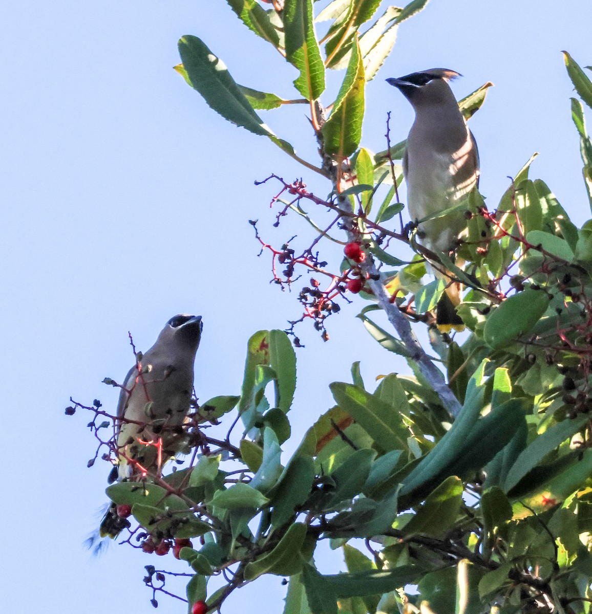 Ampelis Americano - ML646729553