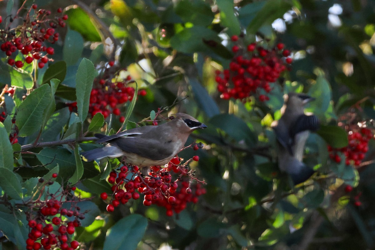 Ampelis Americano - ML646729554