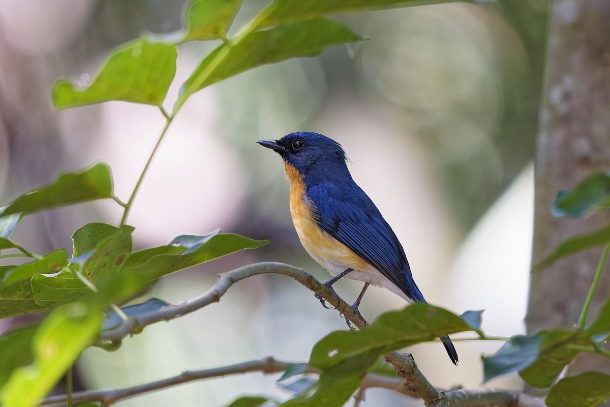 Papamoscas de Tickell - ML646729555