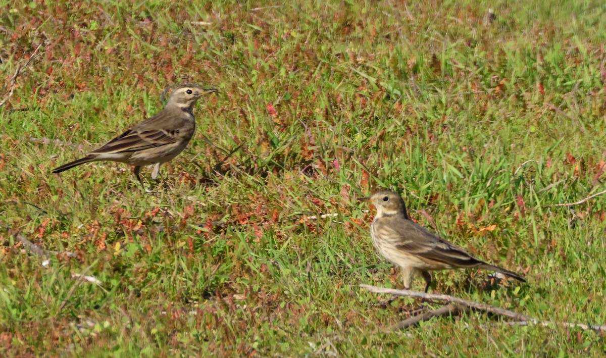 Bisbita Norteamericano - ML646729556