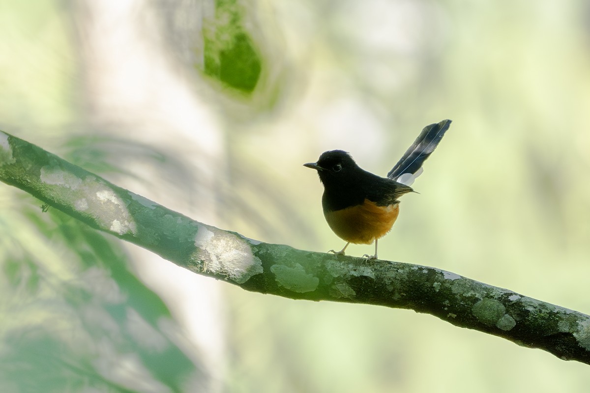 Shama Malabar - ML646729557