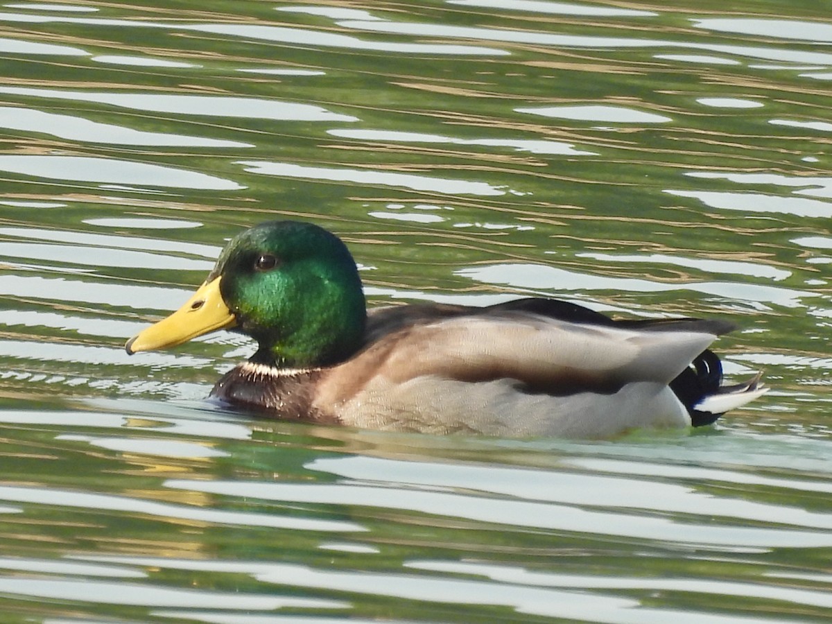 Ánade Azulón - ML646729558