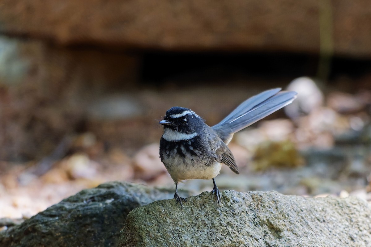 Abanico Pechipinto - ML646729559