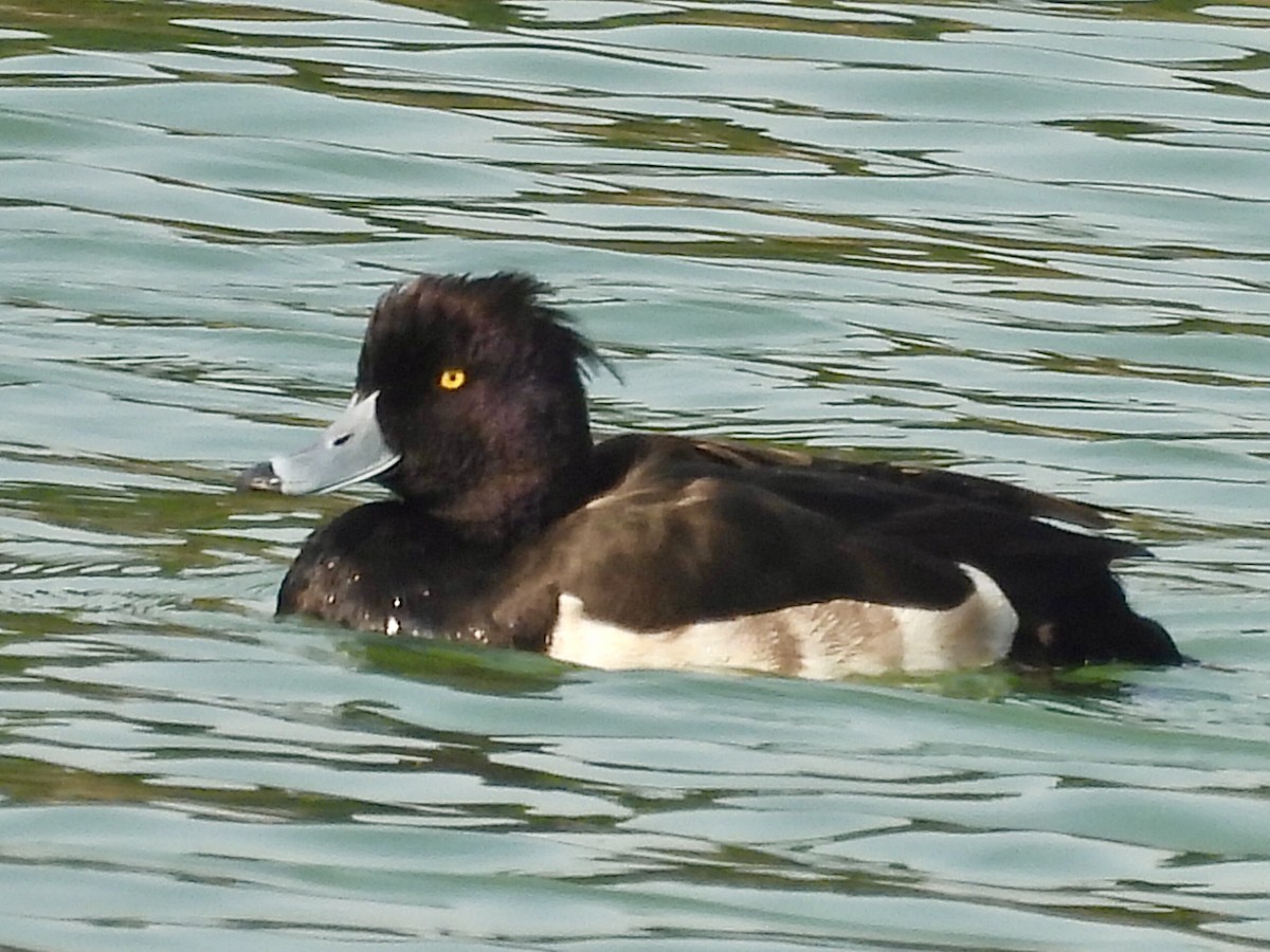 Porrón Moñudo - ML646729560