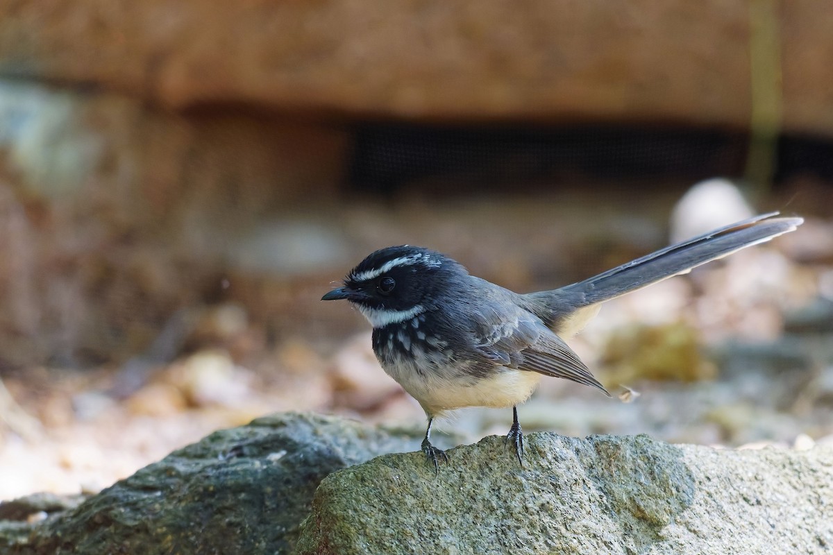 Abanico Pechipinto - ML646729561