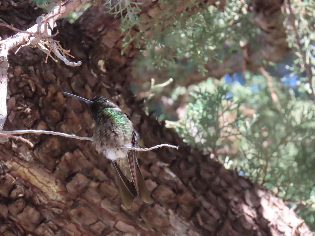 Rivoli Kolibrisi - ML646729562