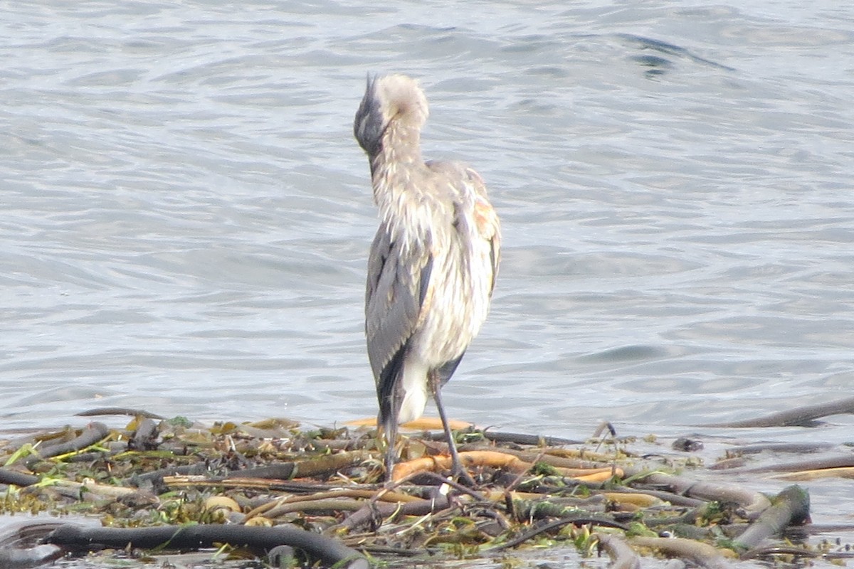 herodiashegre - ML646729563