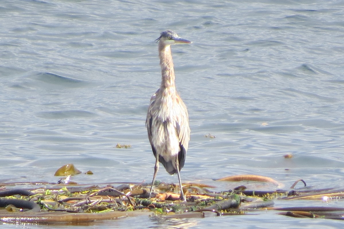 herodiashegre - ML646729564