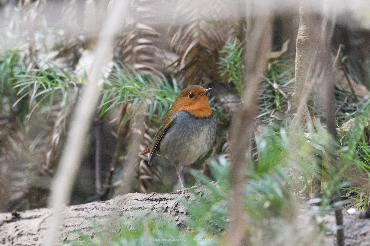 Japanese Robin - ML646729566