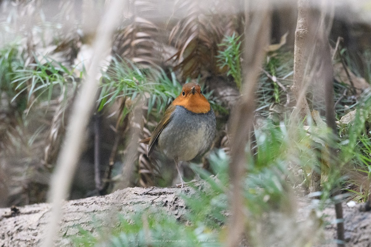 Japanese Robin - ML646729567