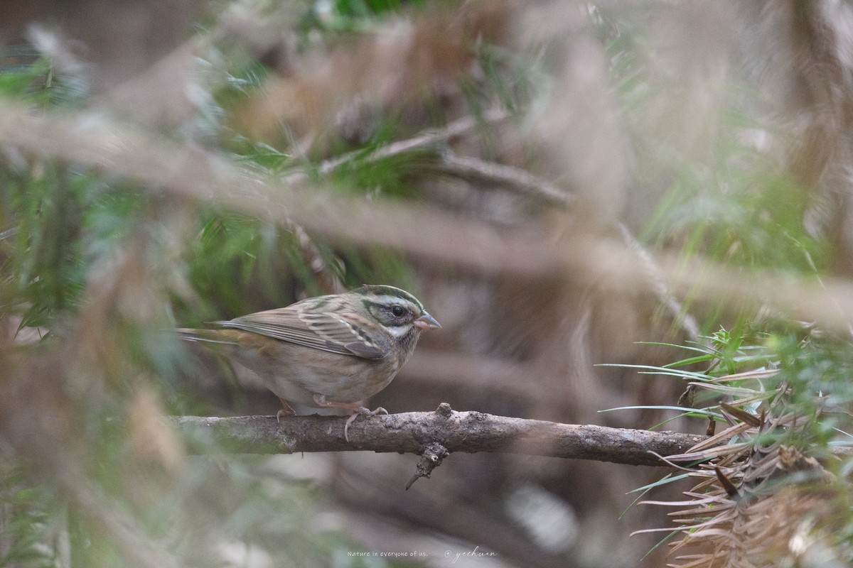 Escribano de Tristram - ML646729568