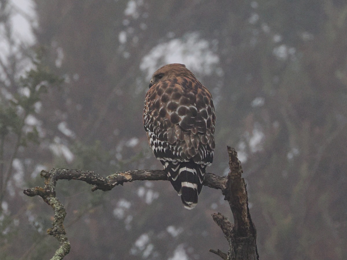 Busardo Pechirrojo - ML646729571