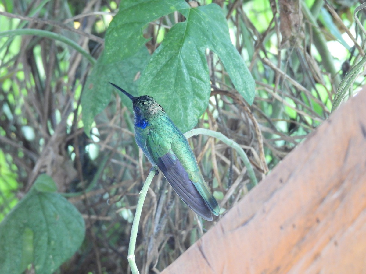 kolibrík ocelovořitý - ML646729572