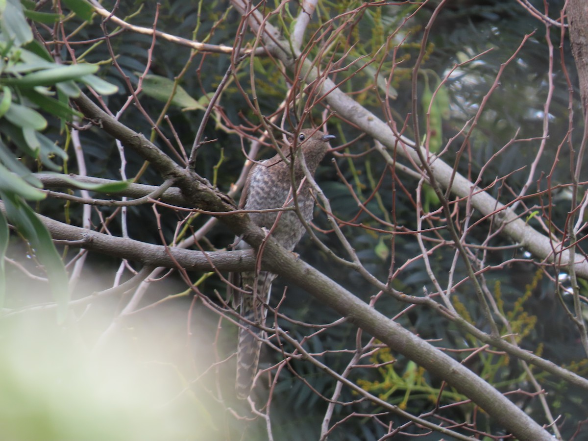 Fan-tailed Cuckoo - ML646729573