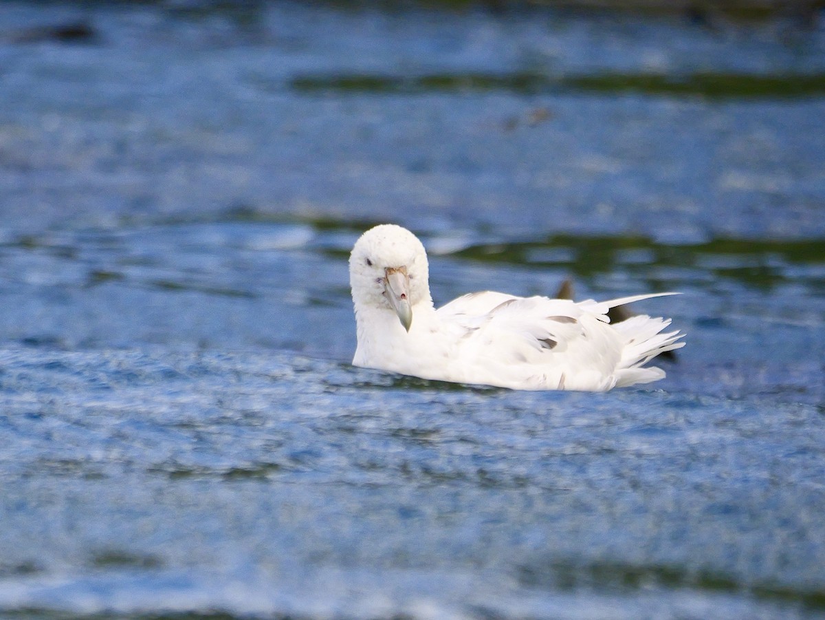 סערון-ענק דרומי - ML646729575