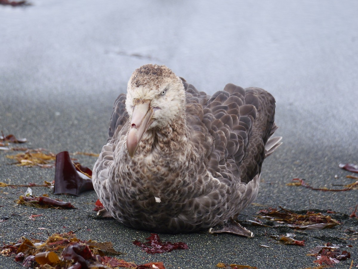 סערון-ענק דרומי - ML646729576
