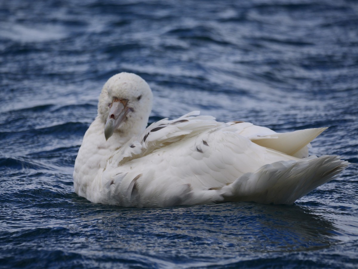סערון-ענק דרומי - ML646729577