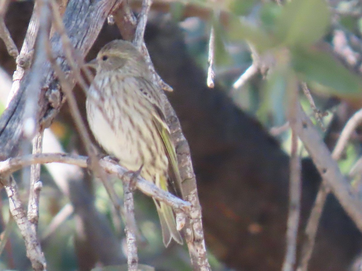 Çam İsketesi - ML646729584