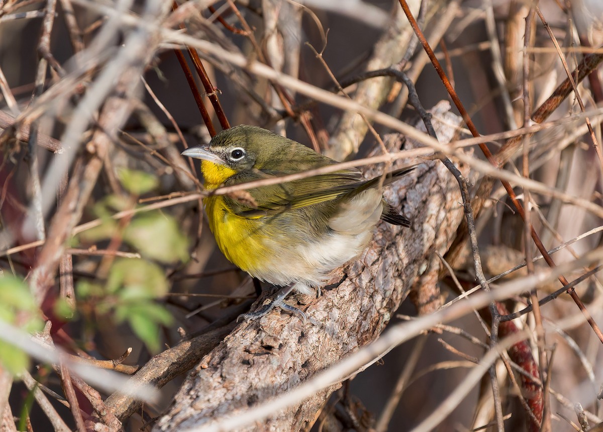 Flötenstärling - ML646729585