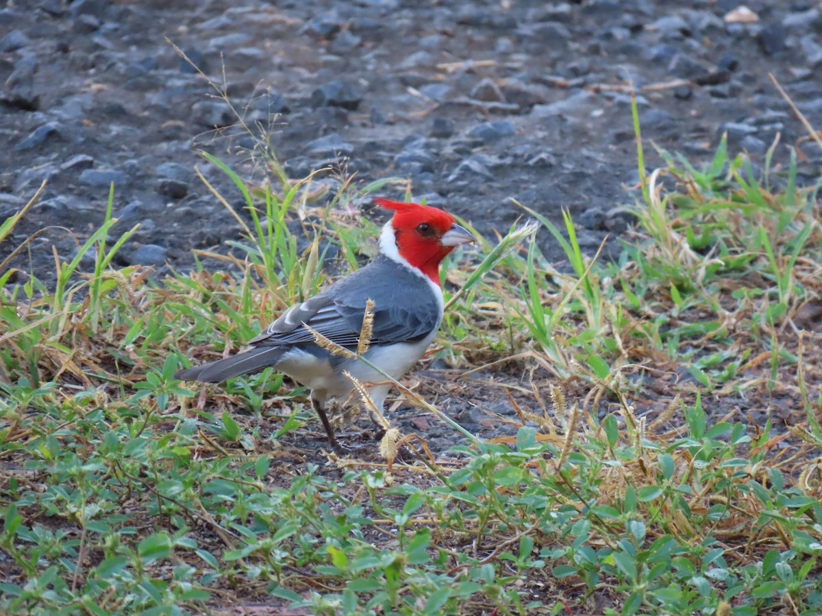 Red-crested Cardinal - ML646729586