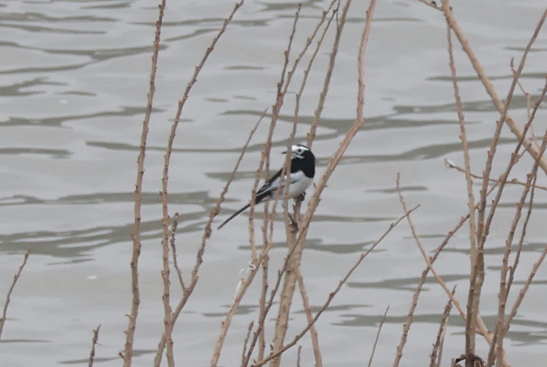 Buztanikara zuria (alboides) - ML646729592