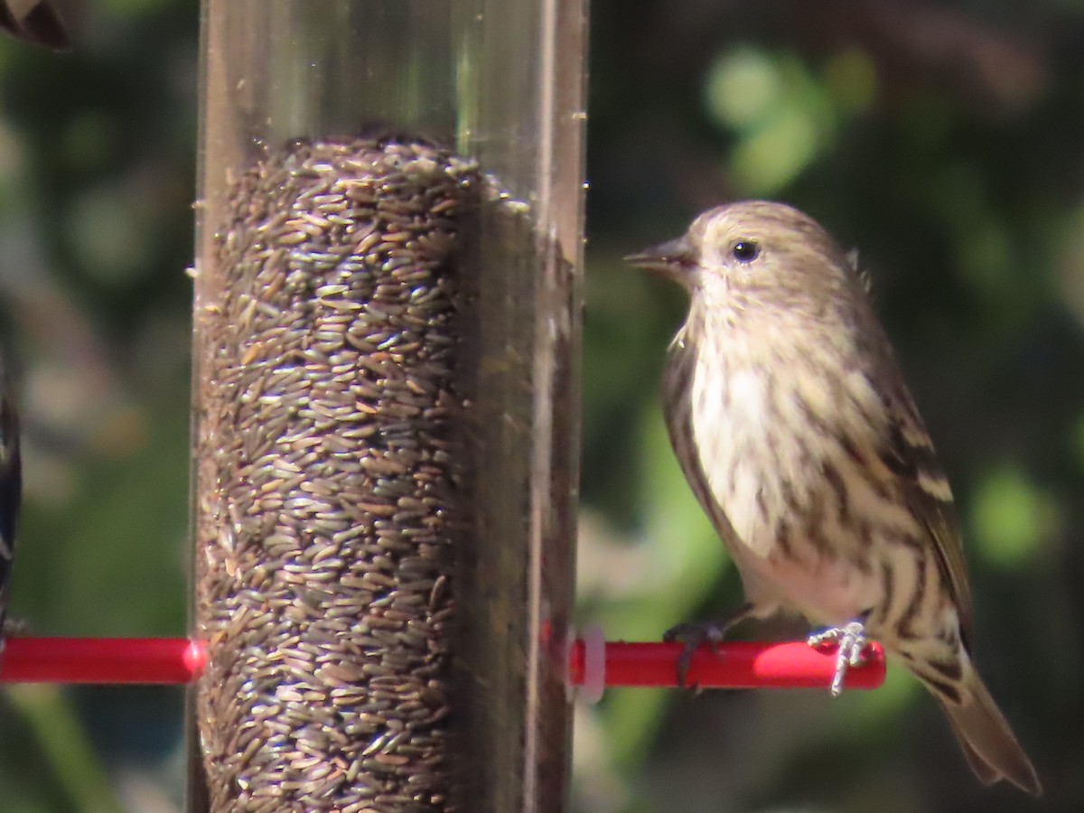 Çam İsketesi - ML646729600