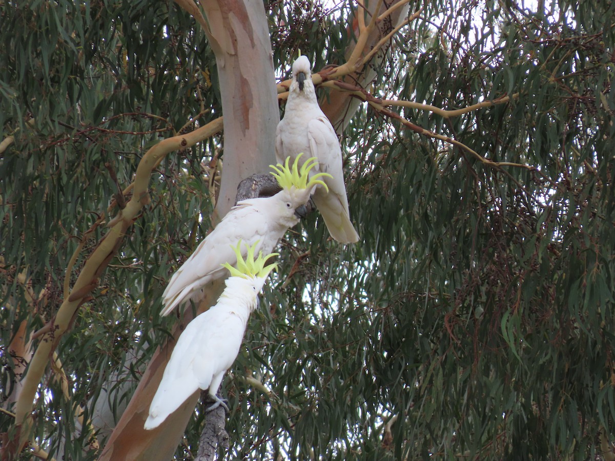 Sulphur-crested Cockatoo - ML646729603