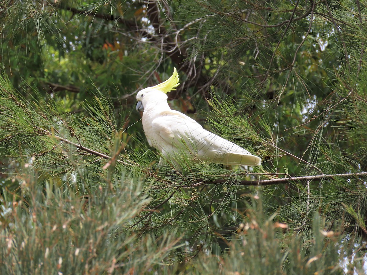 Sulphur-crested Cockatoo - ML646729604