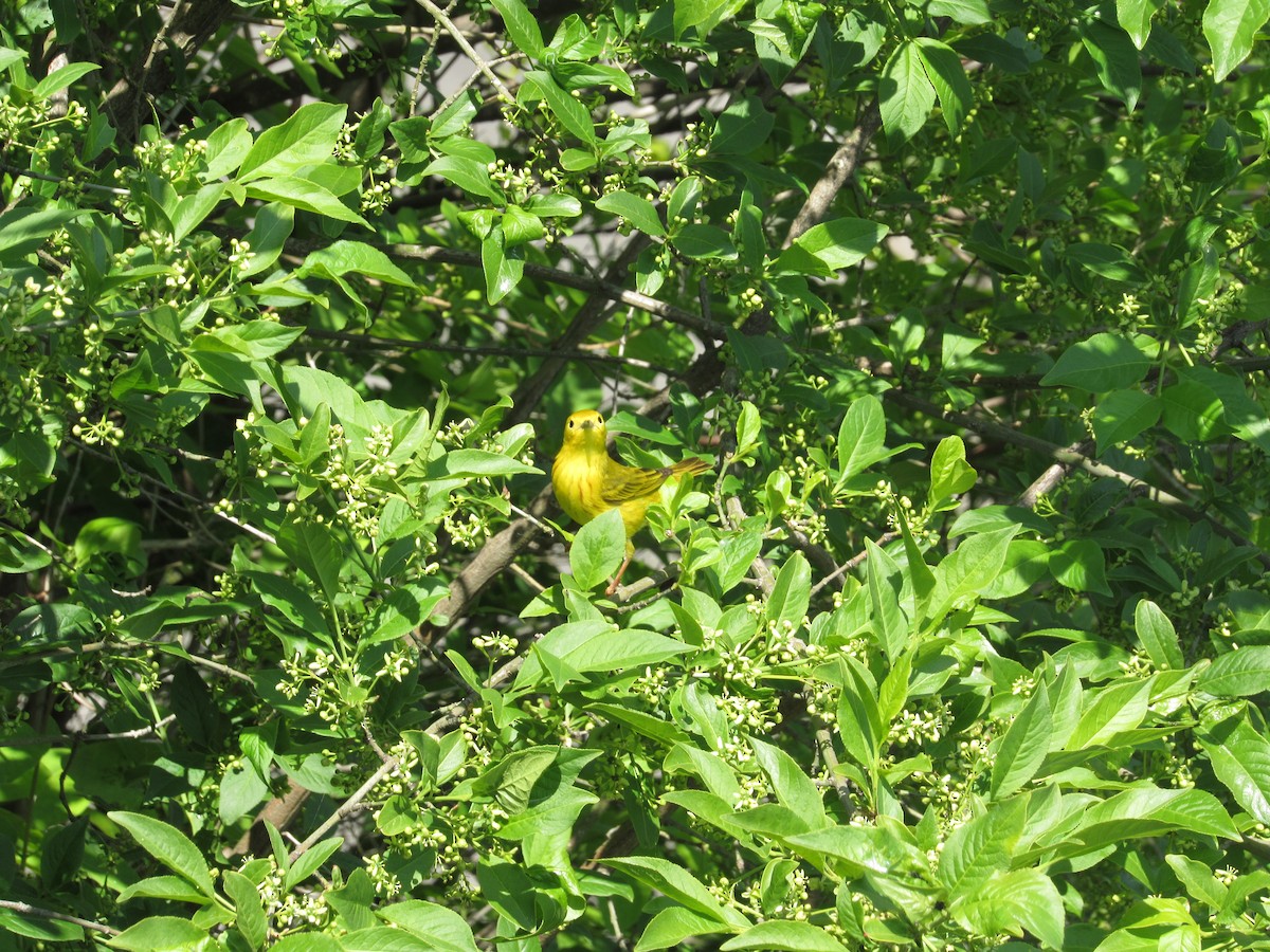 Northern Yellow Warbler - ML646729605